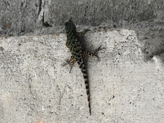 Sceloporus schmidti