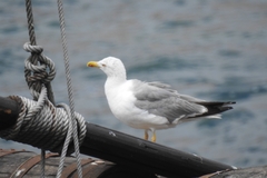 Larus michahellis