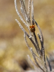 Cryptocephalus fulvus