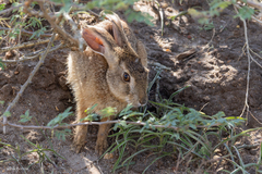 Lepus victoriae
