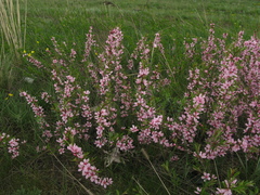Prunus tenella