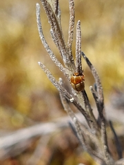 Cryptocephalus fulvus