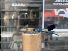 Calopteryx splendens
