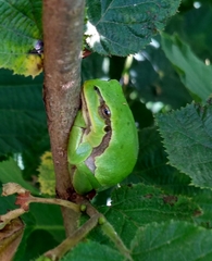 Hyla molleri