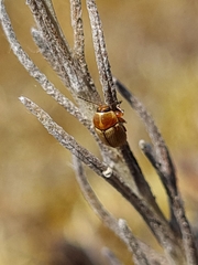 Cryptocephalus fulvus