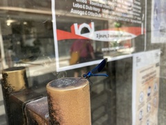 Calopteryx splendens