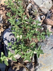 Scutellaria potosina