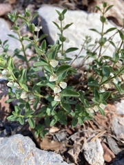Scutellaria potosina