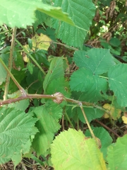 Lasioptera rubi