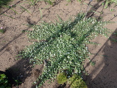 Chaenostoma campanulatum