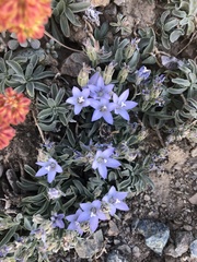 Campanula scabrella