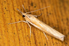 Agriphila selasella