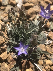 Campanula scabrella