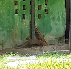 Urva