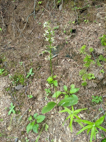 Platanthera metabifolia iNat (2)