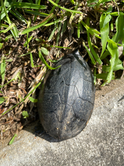 Kinosterninae