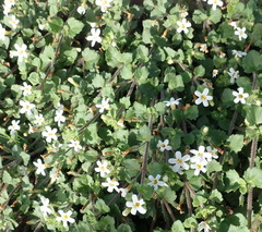 Chaenostoma campanulatum