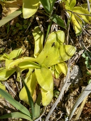 Pinguicula grandiflora