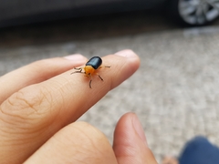 Cacoscelis marginata