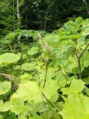 Parasenecio kamtschaticus