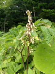 Parasenecio kamtschaticus