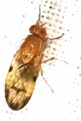 Minettia inusta