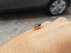 Cacoscelis marginata