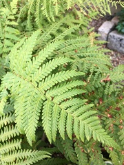Dryopteris filix-mas