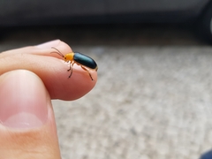 Cacoscelis marginata