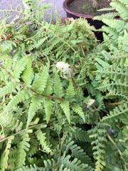Dryopteris filix-mas