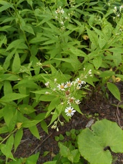 Aster glehnii