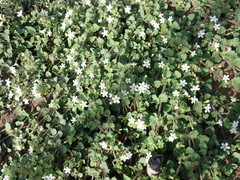 Chaenostoma campanulatum