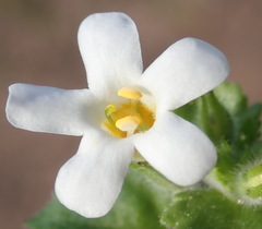 Chaenostoma campanulatum