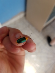 Cacoscelis marginata