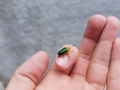 Cacoscelis marginata