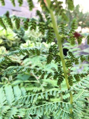 Dryopteris filix-mas