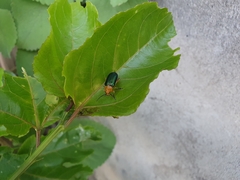 Cacoscelis marginata