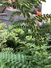 Dryopteris filix-mas