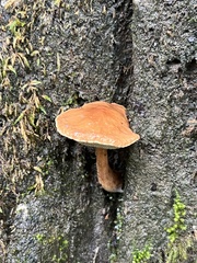 Boletus alutaceus