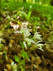 Triphora trianthophoros