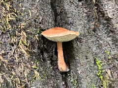 Boletus alutaceus