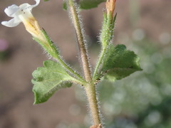 Chaenostoma campanulatum