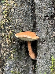 Boletus alutaceus