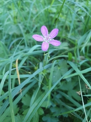 Geranium palustre