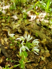 Triphora trianthophoros