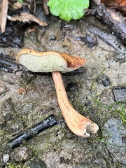 Boletus alutaceus