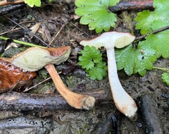 Boletus alutaceus