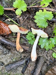 Boletus alutaceus