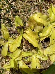 Pinguicula grandiflora