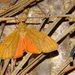 Tawny Virbia Moth - Photo (c) Jesse Rorabaugh, some rights reserved (CC BY), uploaded by Jesse Rorabaugh